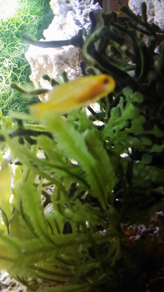 2016 5/23  May - shot of my Cute Clown Goby