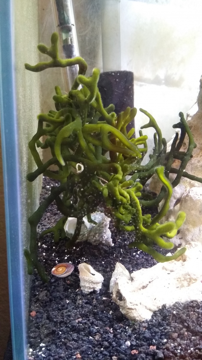 20170623 Black Codium Trimmed off from Mother plant and this was the part facing the sand and is very green the white is a small tube worm broken off 