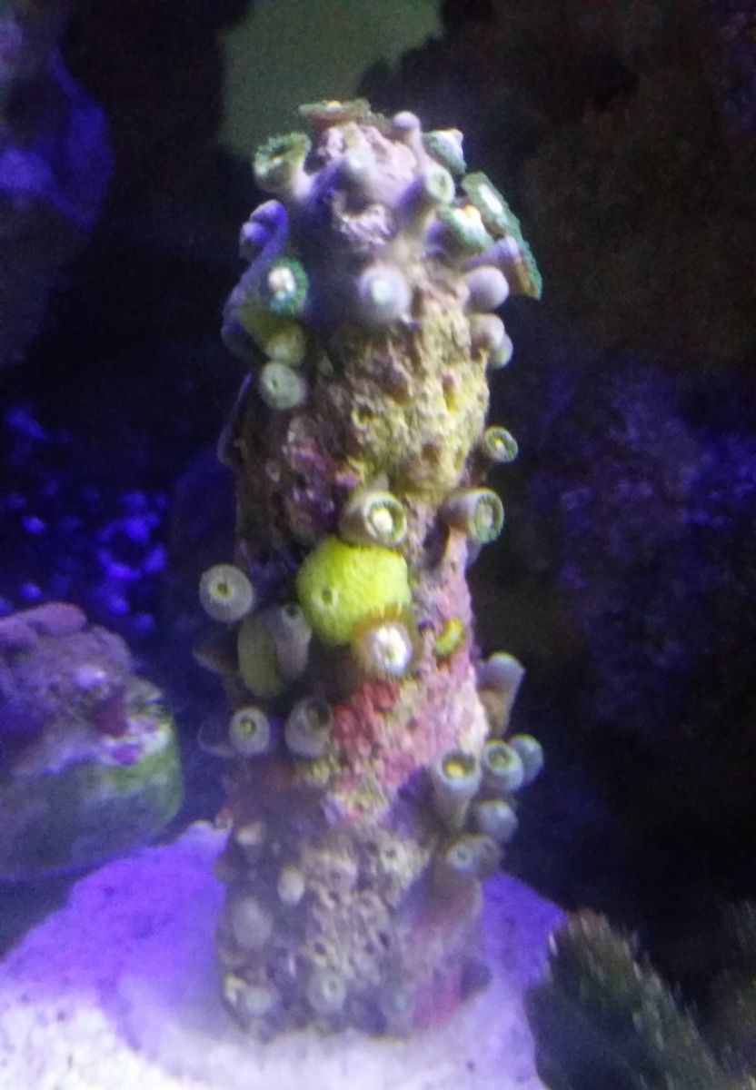 20171203 Frag of 35+ Pinwheels plus 3 little tiny yellow sponges and this is the biggest of the 3, and a tiny orange one on the back.  I am so excited