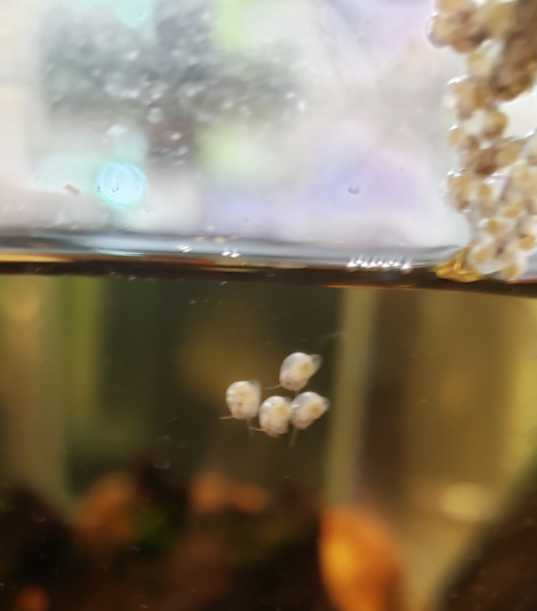 20190701 New baby Blue Mystery snails today