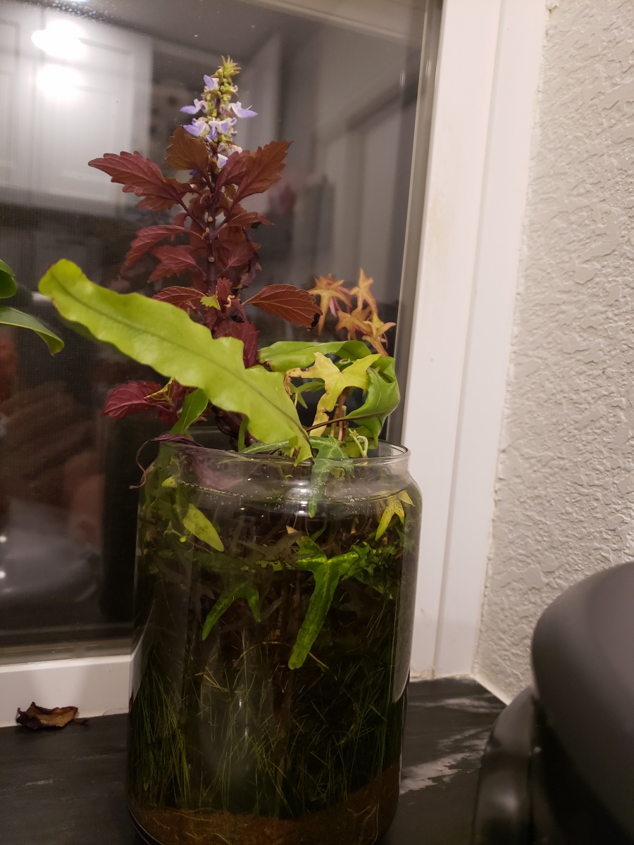 20210105 Planted jar
Bottom is garnet sand planted with tissue culture Dwarf Hair Grass
later added a stem of Coleus which broke off of the summer pla