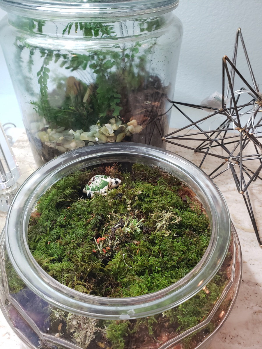 20210109 moss turtle container foreground december 2020
Back terrarium is an old one from maybe a year and a half ago.
Both of these have temperate Sp