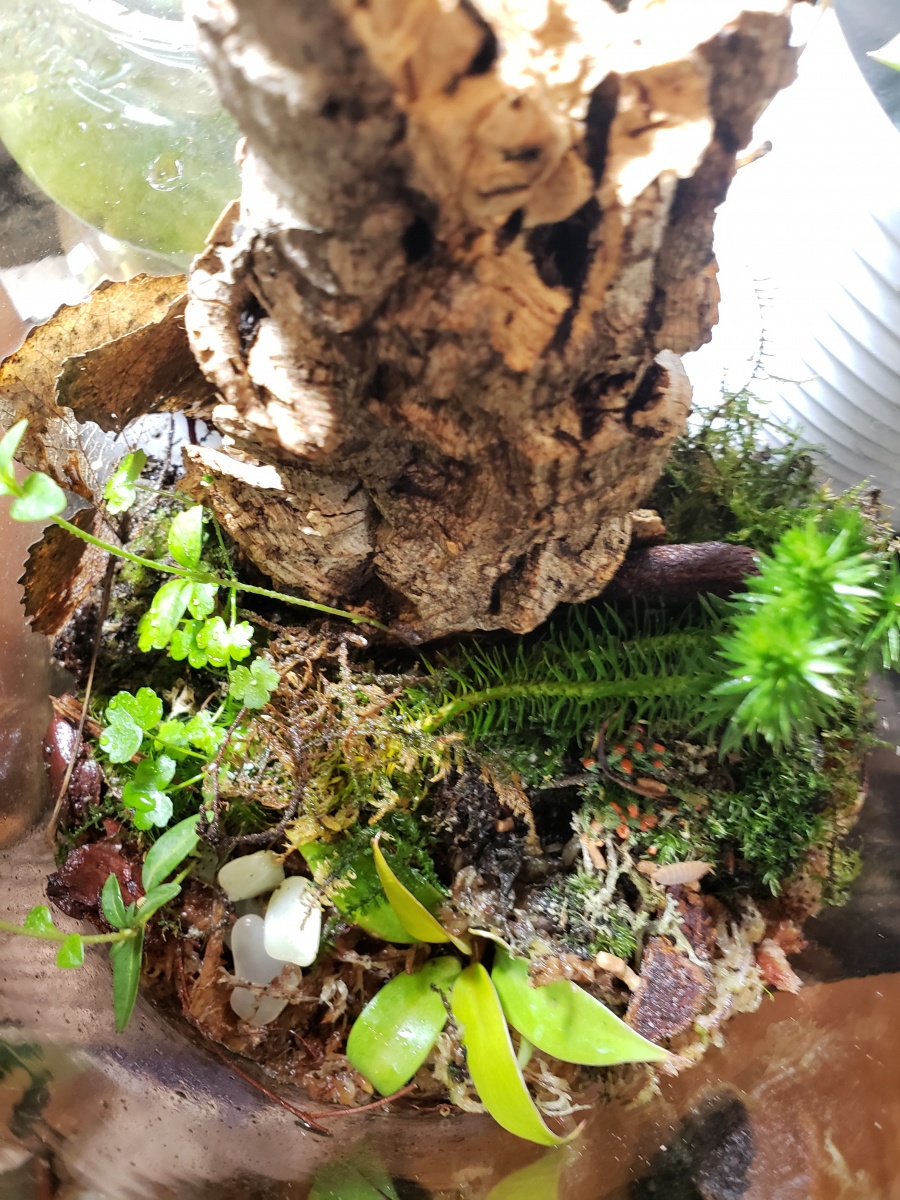 20210210 forest terrarium looking good, growing in!