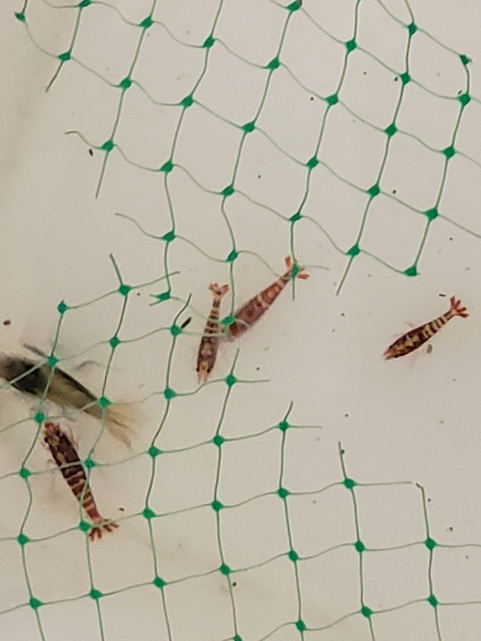 20210807 Red Fishbone shrimp and Black Snowflake fishbone acclimating after 6 days in shipping