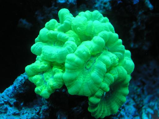 2070green candy coral 2
