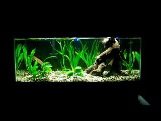 20gal long, plants, cockatoo cichlids (1M 1F). Planning on adding two more fish and more plants.