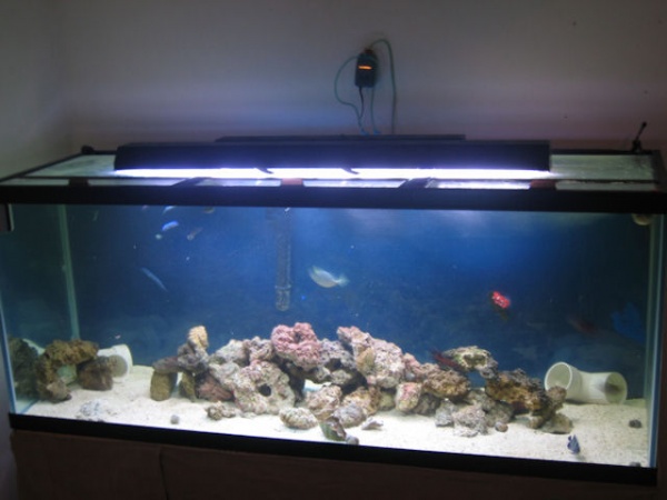 210 gallon. 2 months old now. We have a good amount of fish on it now but they seemed cameras shy. but we have 3 types of tangs. Koran angel, Puffer, 
