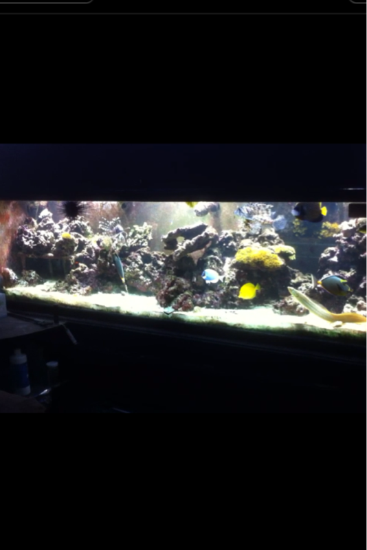 220 mixed reef
