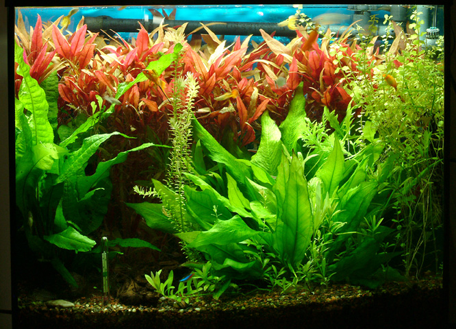 26 bow latest view. Has a compacta sword in the foreground right and java on the left with some emerging rotala indica which is starting to grow. I co
