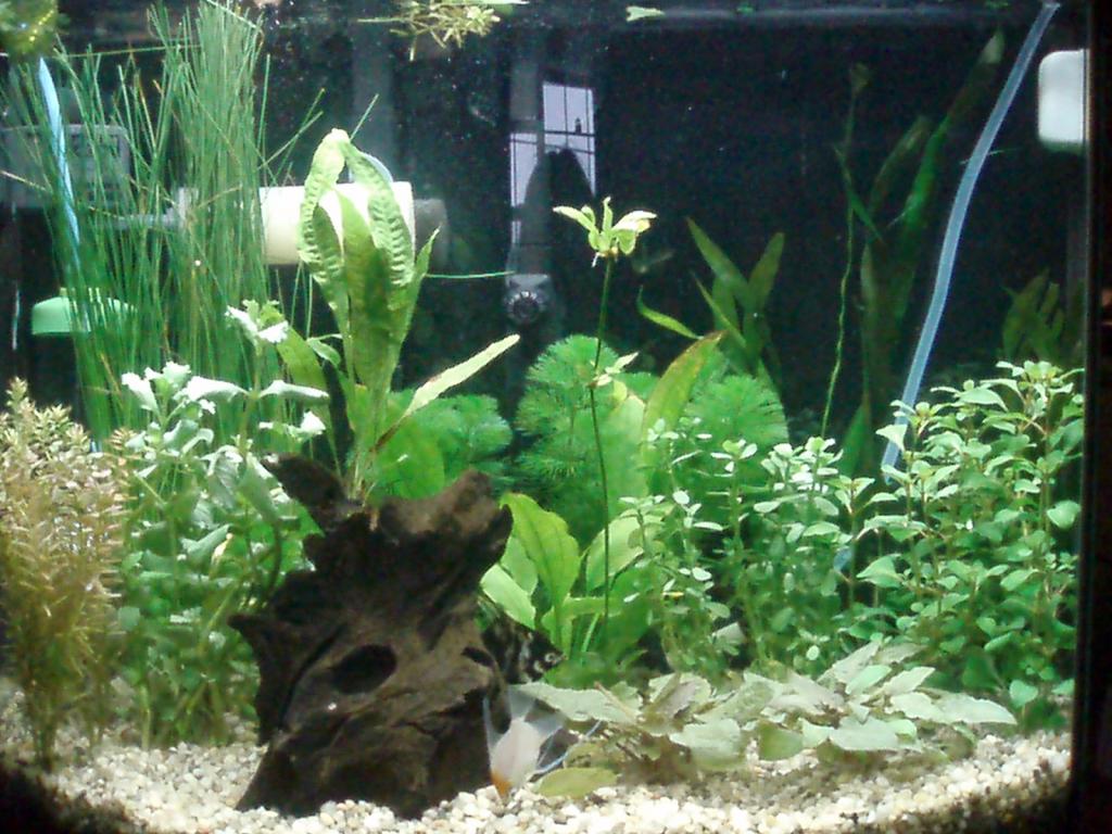 26 gal bowfront.  Plants 3rd day.  DIY CO2 injection.  Inhabitants 2 angel fish and 1 rubber lipped pleco.
