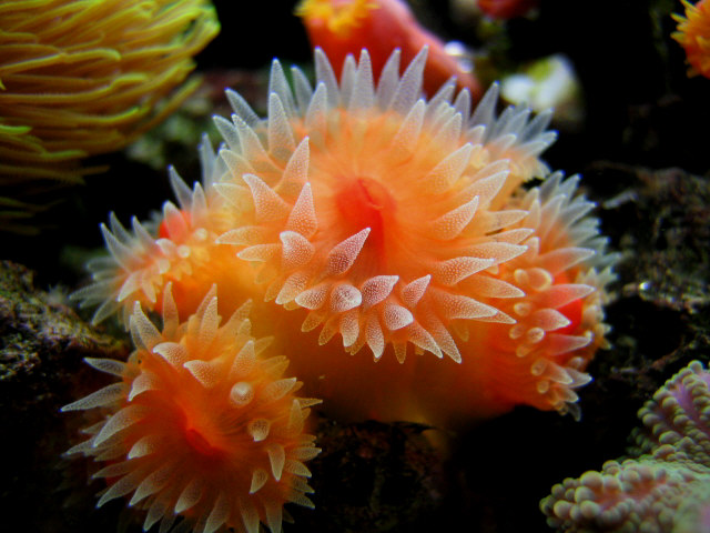 2729white hand sun corals med