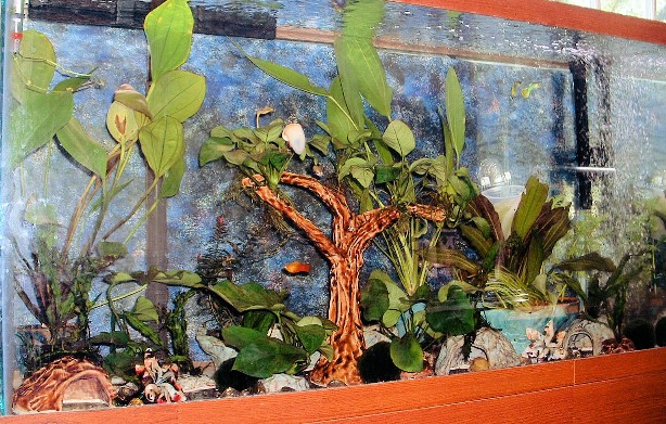 29 Gal full tank - handmade ceramics, ceramic tree (with anubia's tied to the branches to form the leaves) in center of tank