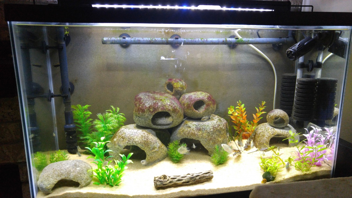 29 gallon tall - Cichlid tank
Only tank in the house with fake plants, because these bastages uproot EVERYTHING!!! I've got about 25 baby Convict Cich