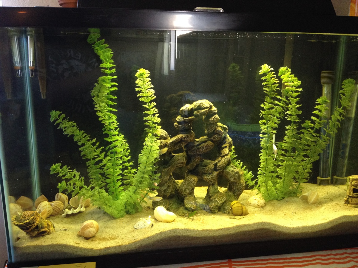 29 tall. A few guppies, female betta, small angel, MTS.

I hoping to breed guppies in this tank...