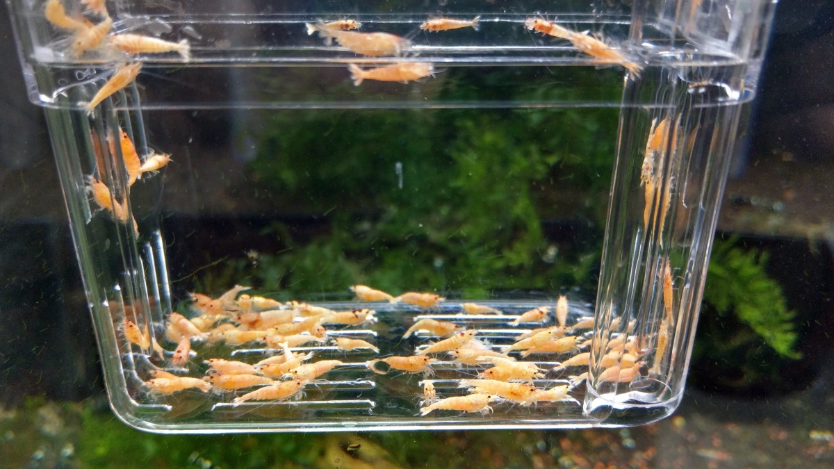 3/28/2020 Ordered Golden Bee Shrimp! Caridina
They should look something like these.