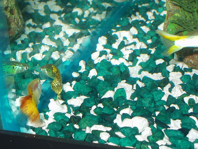 3 of my guppies going crazy like usual.