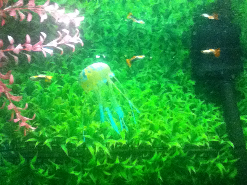 3 Red tail male guppies