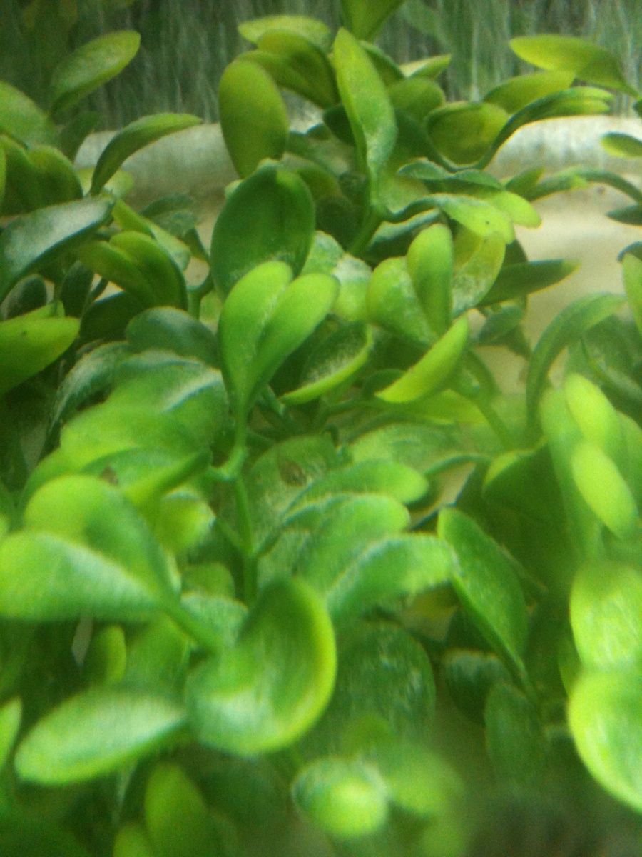 3 week old baby convicts swimming in bushes.