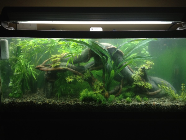 30 gallon tank in the kitchen.  
Angel fish and Rasboras.  
Picture was taken before fish went in