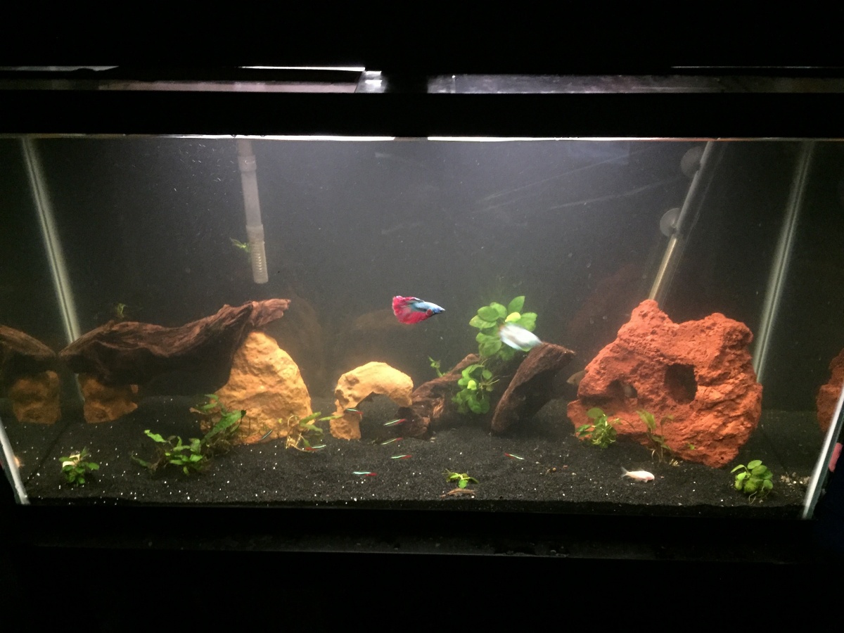 38g with plants and new lighting