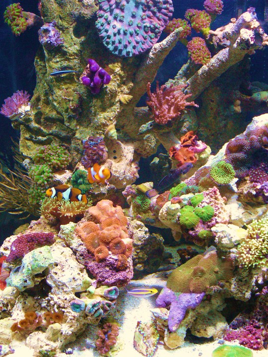 4 month old tank w/ lots of ricordea,10 fish,anemone,torch ,hammer, frogspawn,clams,zoos,mostly lps,softies.