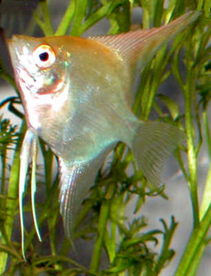 4025gold angel fish