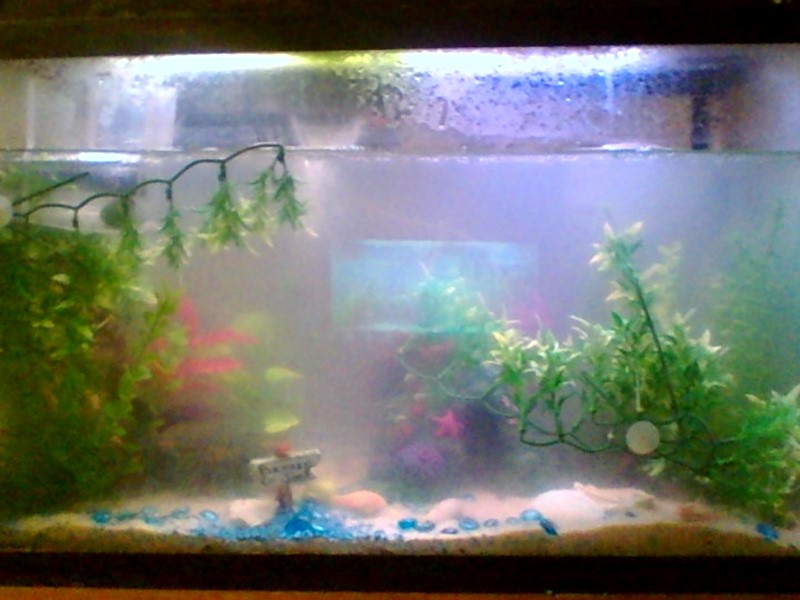 40g tank front