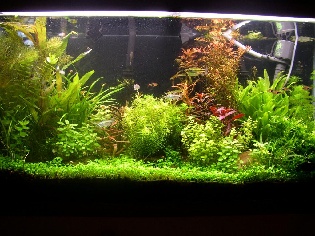 40gal as of 8/10/08 after a large pruning