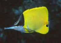 4721yellow longnose butterflyfish