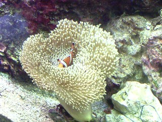 4724princess toadstool clown fish