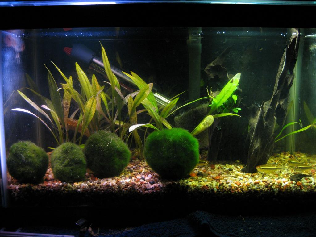 5.5 gallon planted aquarium - 2 weeks old