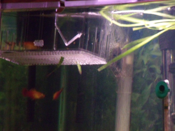 5 baby Mollies are in this fish incubator which is located on the left side of the 30 gallon tank