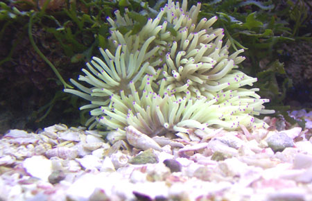 5055sb anemone