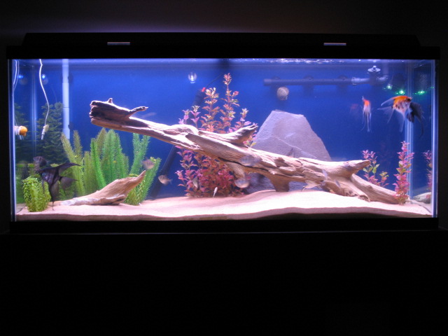 55 Gallon 1 day after new driftwood.