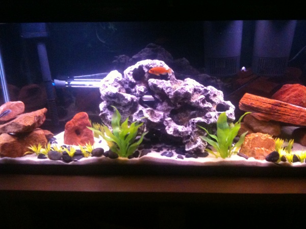 55 gallon assorted african cichlid and baby common pleco and a rainbow shark