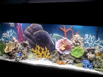 55 gallon with artificial coral.