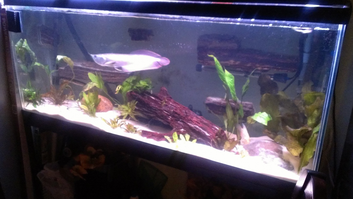 55 gallon with rocks silicon to the back