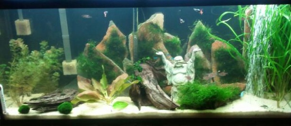 55g all live