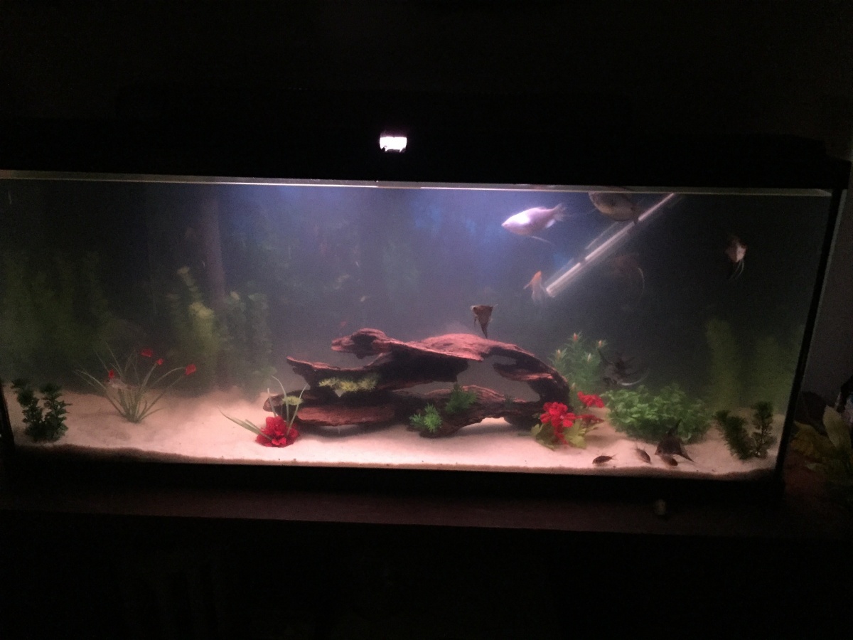 55g Angels with new lighting
