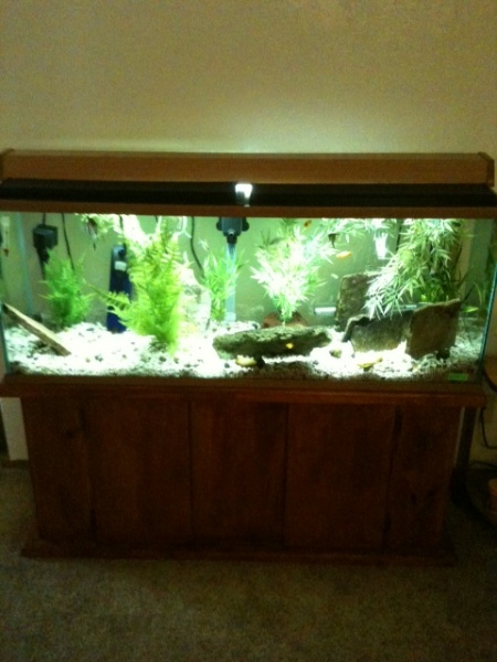 55g Freshwater Aquarium