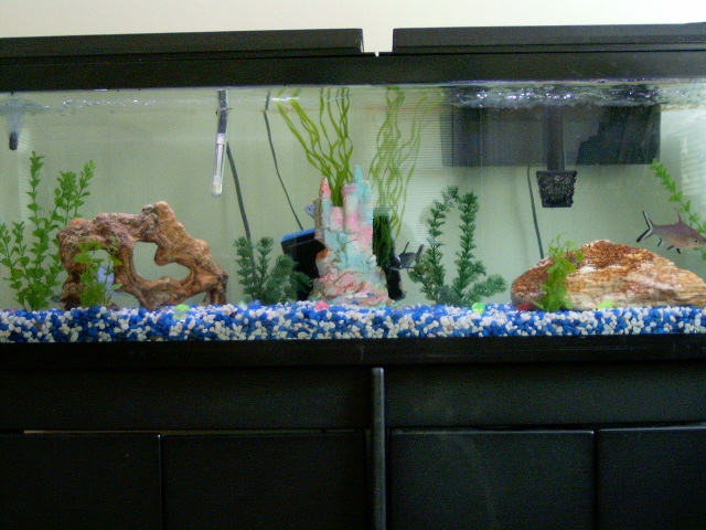 55g Long Glass Aquarium.  I acquired this 7/9/04.