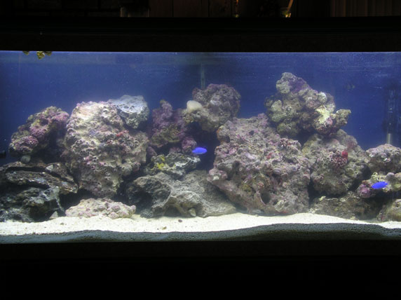 55G Reef Tank 
 
80 lbs. LR 
40 lbs. LS 
1 Pink Tree Coral 
1 Copperband Butterfly 
1 Yellow Tang 
1 Mandarin Goby 
3 Peppermint Shrimp 
20 Red-Legged