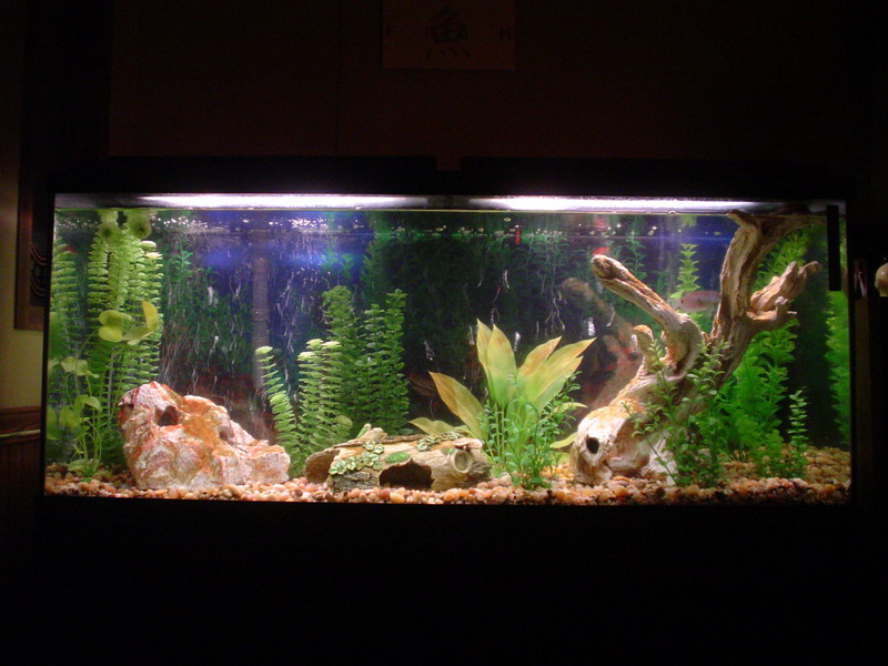 55gal front
fake plants, large pebble gravel substrate
1 lone surviving blue gourami on patrol