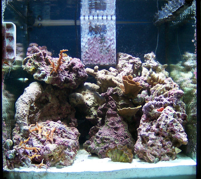 58 Gal reef with overflow and MH lighting