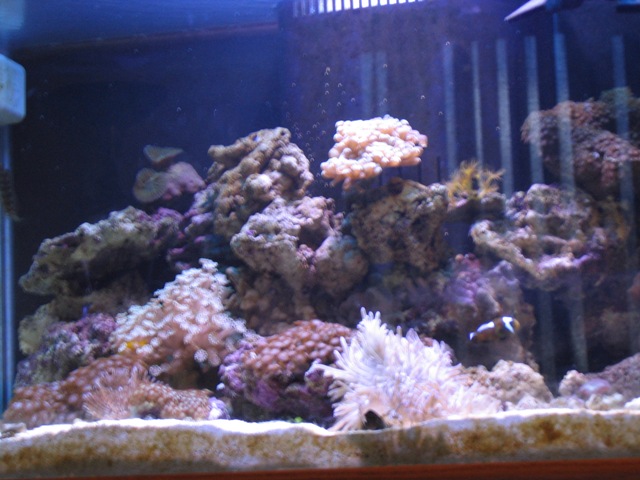 58 Gal reef