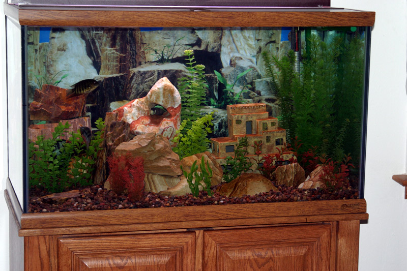 58 gal, river pebble substrate, petrified wood and picture sandstone