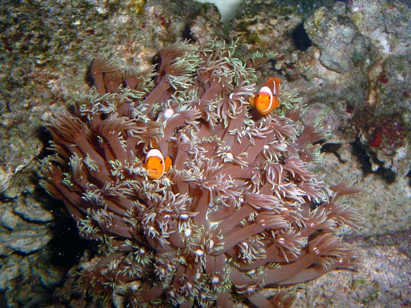 5867clowns in golfball coral med