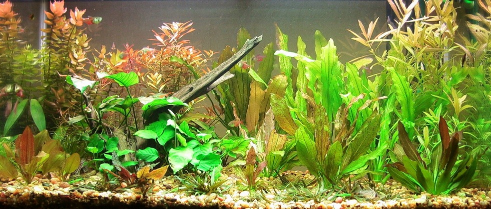 60 Gallon Amazon Sword Tank 01-21-2007 AM Photo

Photo was taken in the morning.  I've been noticing a pattern for the past week; all of the plants lo