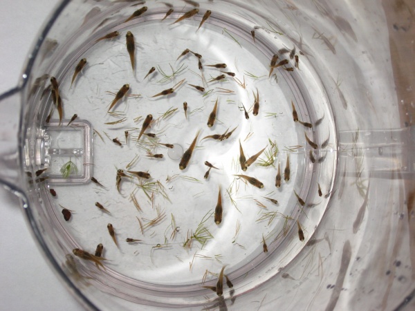 7/18/9 70+ Swordtail fry given away