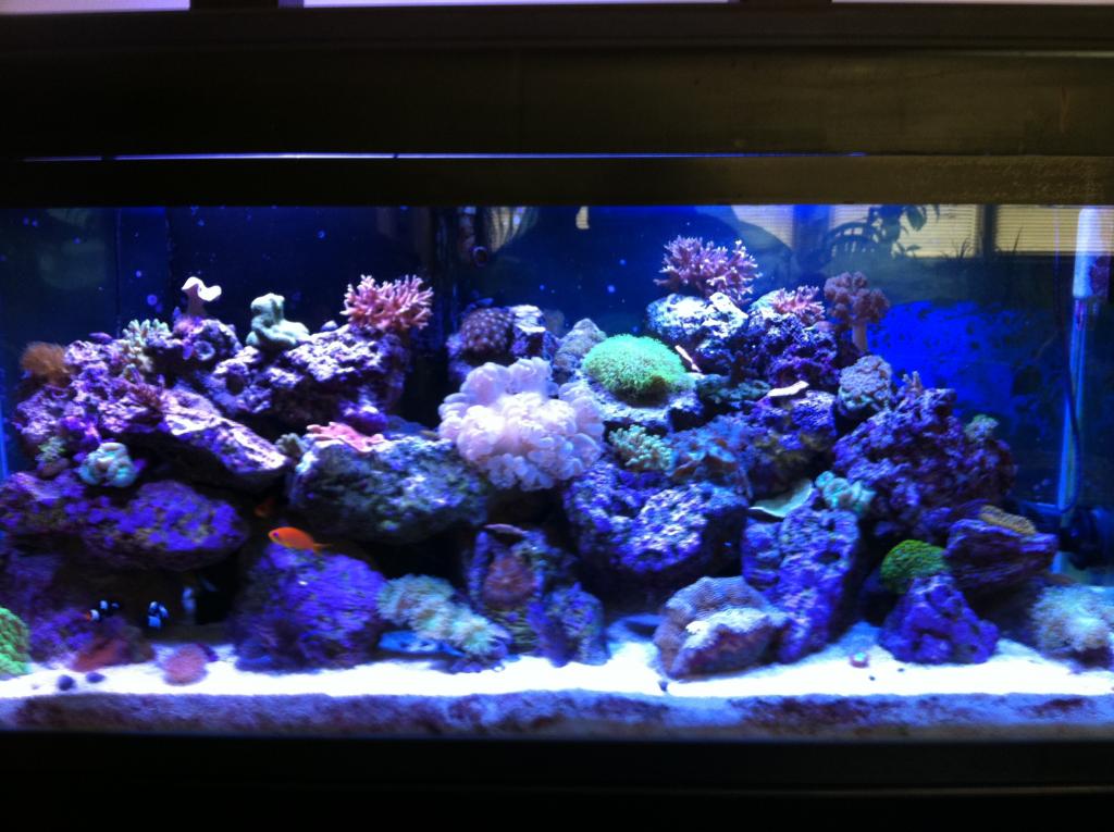 75 with 20 gallon sump at 5 months.
